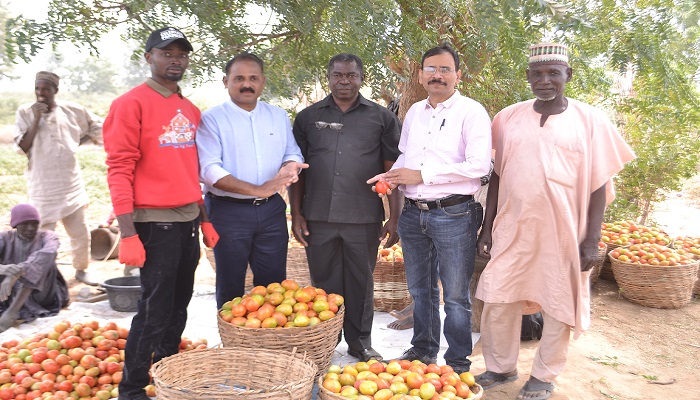 Olam Nigeria’s Pilot Farming Project To Boost Nigeria’s Tomato Value Chain